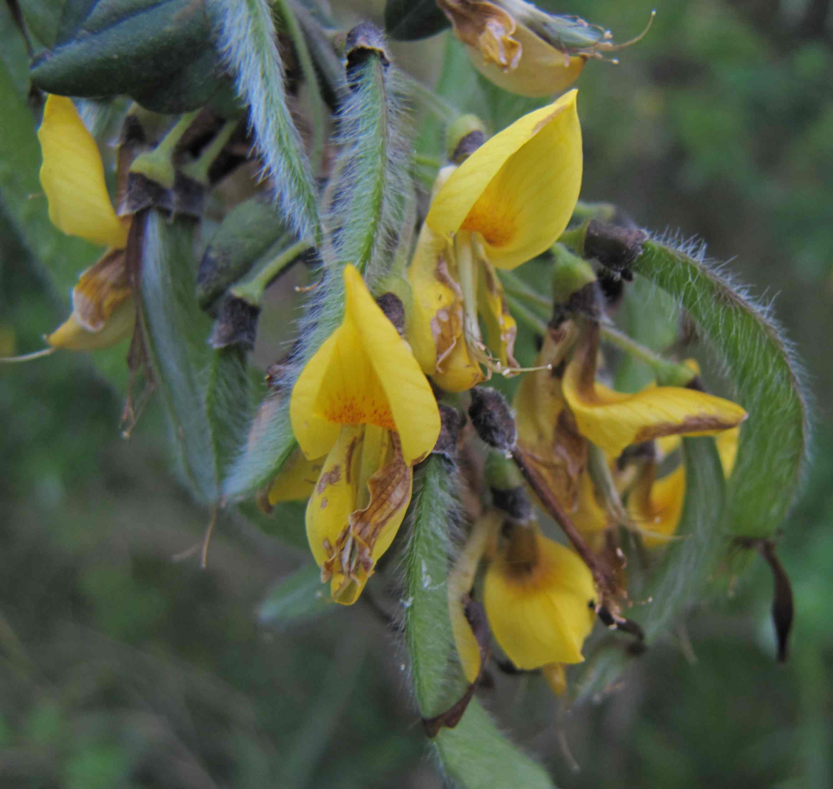 Cytisus villosus / Citiso trifloro